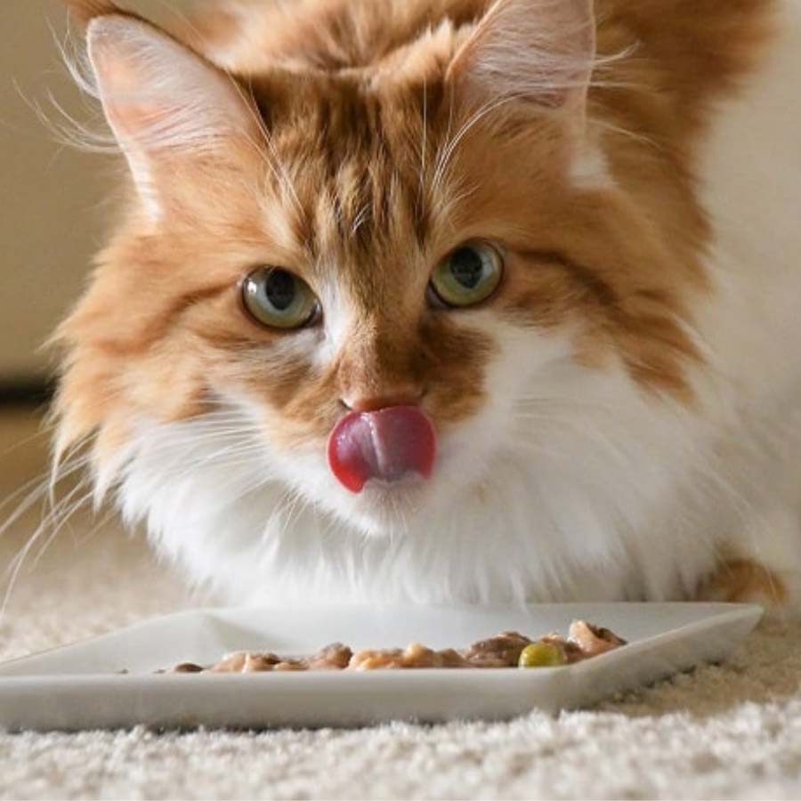 Mèo ăn nhiều pate có tốt không