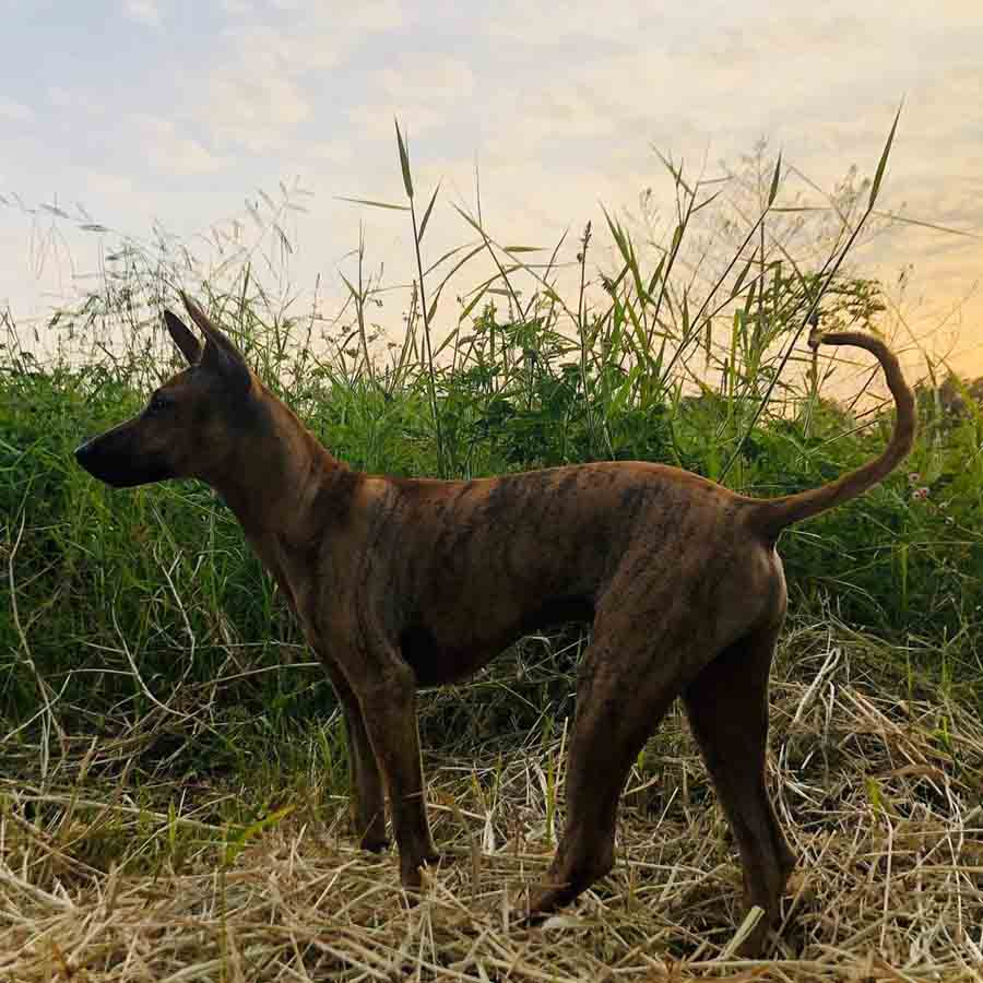 Chó Phú Quốc : Đặc Điểm, Giá Bán, Những Điều Cần Biết
