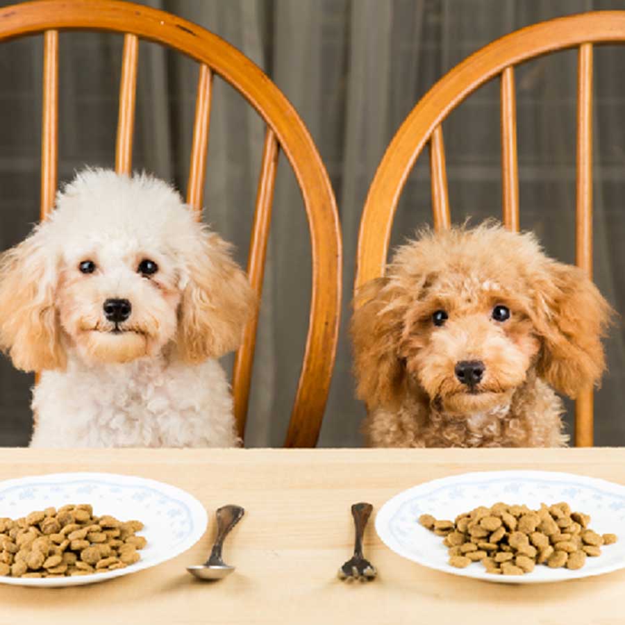 Chó Poodle Ăn Gì Cho Lông Đẹp? Top 10 Thức Ăn Tốt Nhất