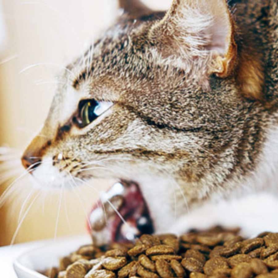 Mèo ăn hạt có bị thận không