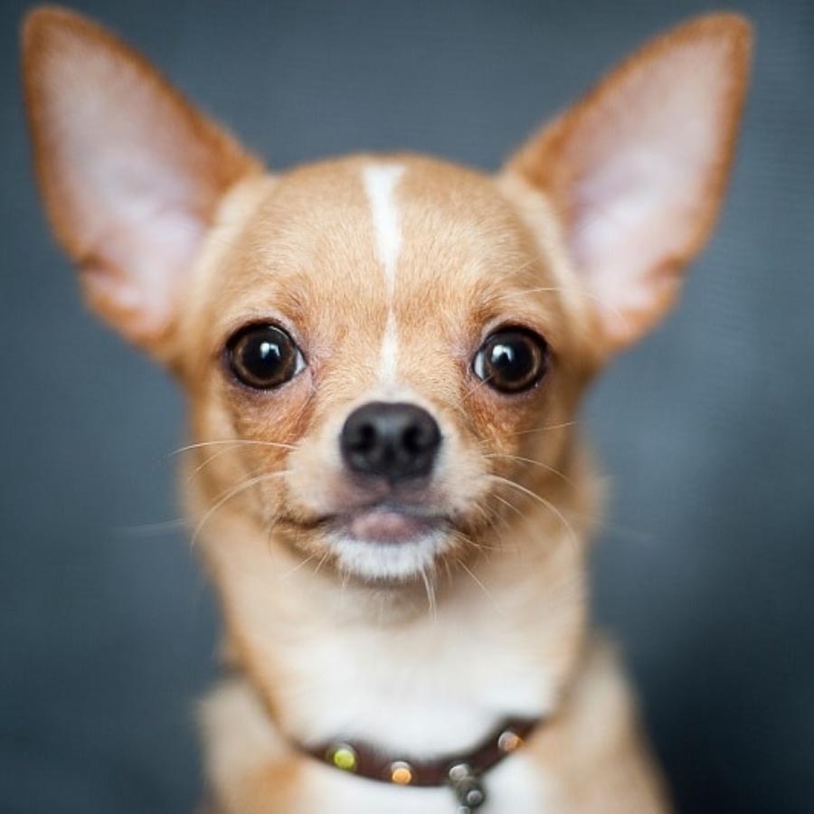 chó Chihuahua