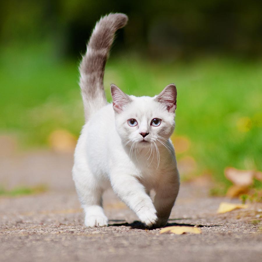 Mèo chân ngắn munchkin