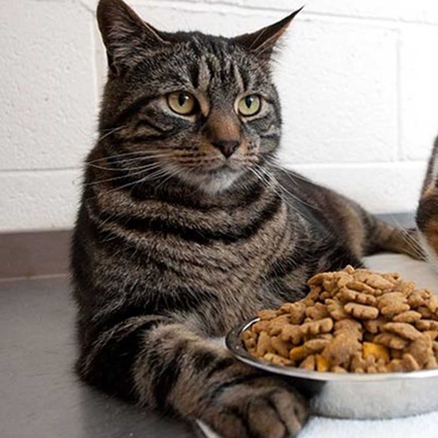4 Cách làm Pate cho Mèo Con ngon, đầy đủ dinh dưỡng tại nhà