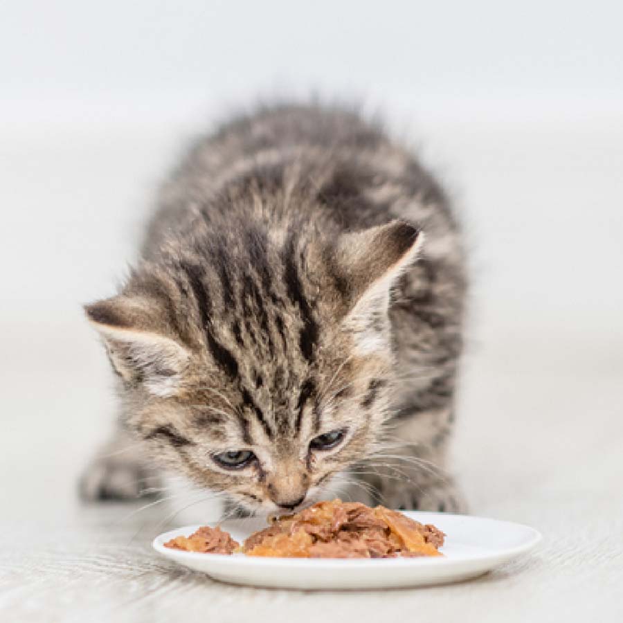 5 cách làm pate cho mèo con ăn thơm ngon và dễ làm tại nhà