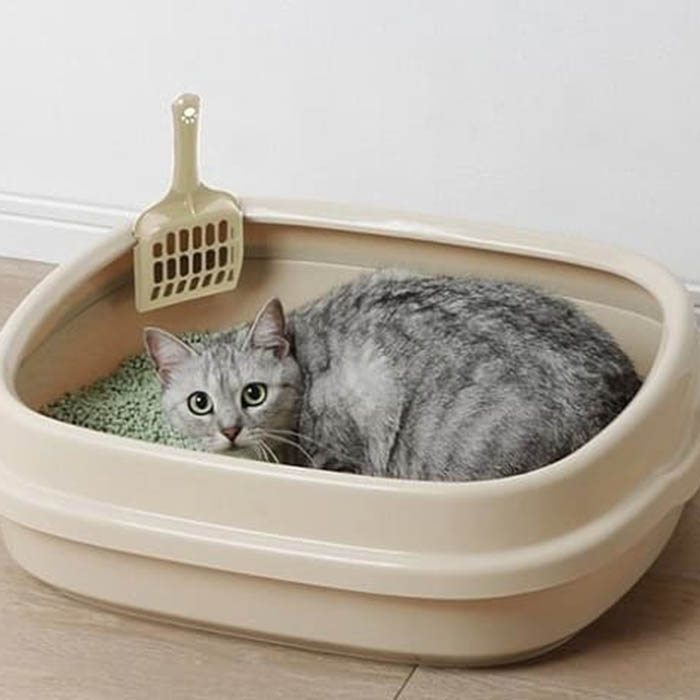 Cát vệ sinh Nhật cho mèo hương oải hương
