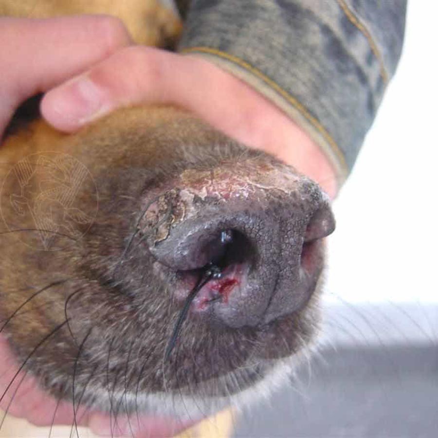 Chó bị chảy máu mũi