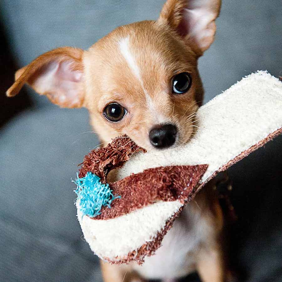 giá chó Chihuahua