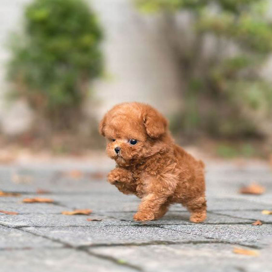 Giá Chó Poodle Tiny Toy Teacup, Kinh Nghiệm Mua Chó Poodle