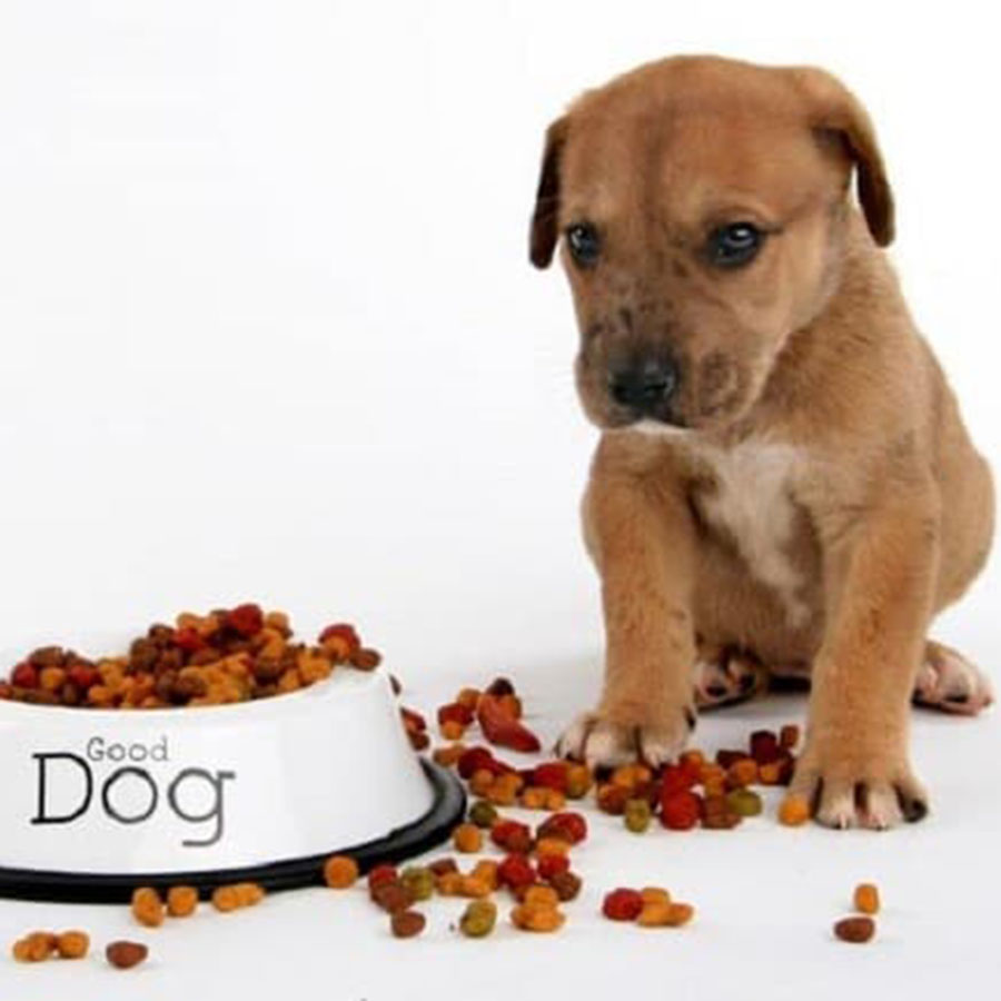 hạt cho chó Royal Canin Chihuahua Puppy 