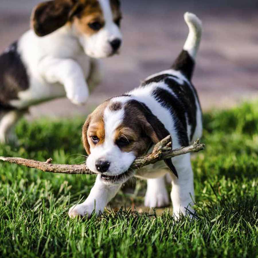 nuôi chó beagle