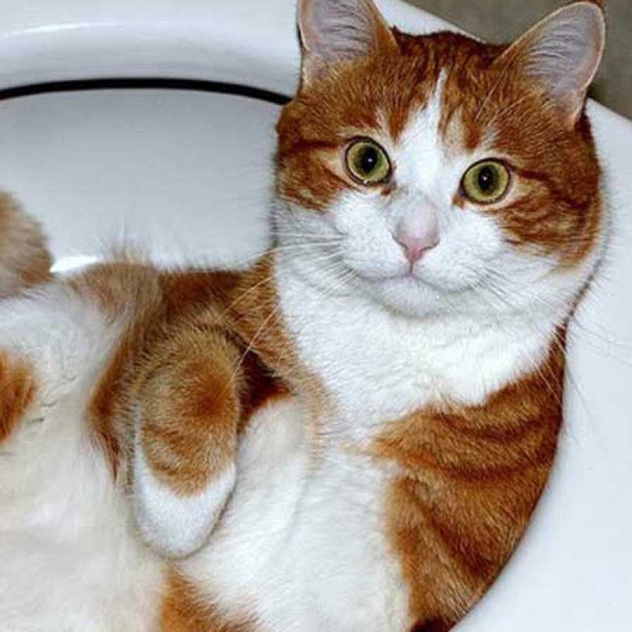 Bình xịt hướng dẫn mèo đi vệ sinh 8IN1