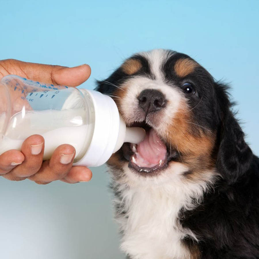 Sữa cho chó Bio Milk