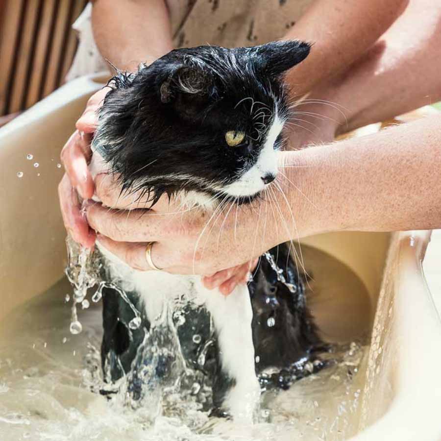 cách tắm cho mèo con