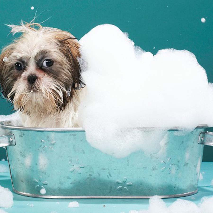 Cách tắm cho chó