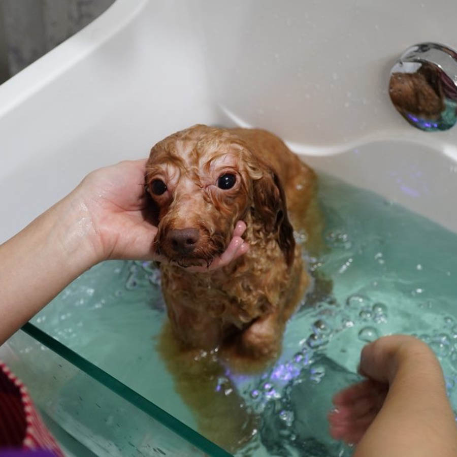 Cách tắm cho chó