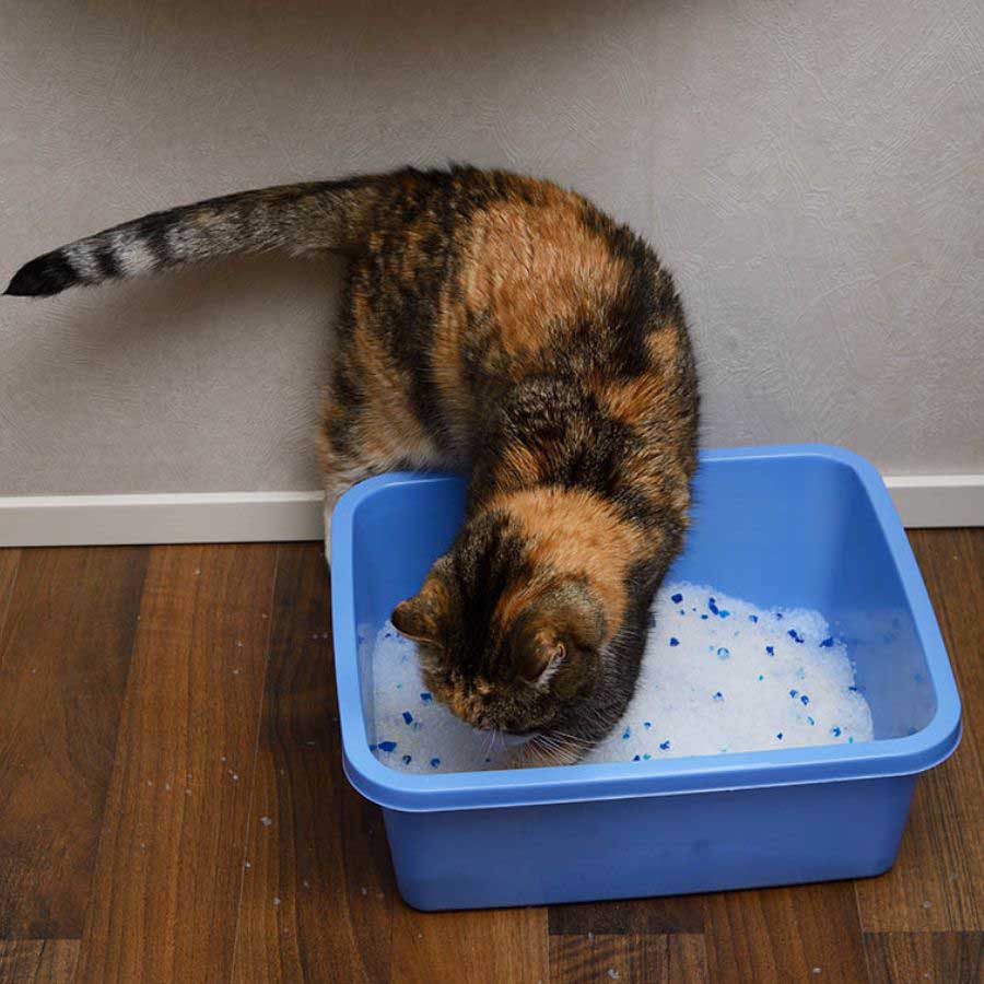 Cát thủy tinh cho mèo