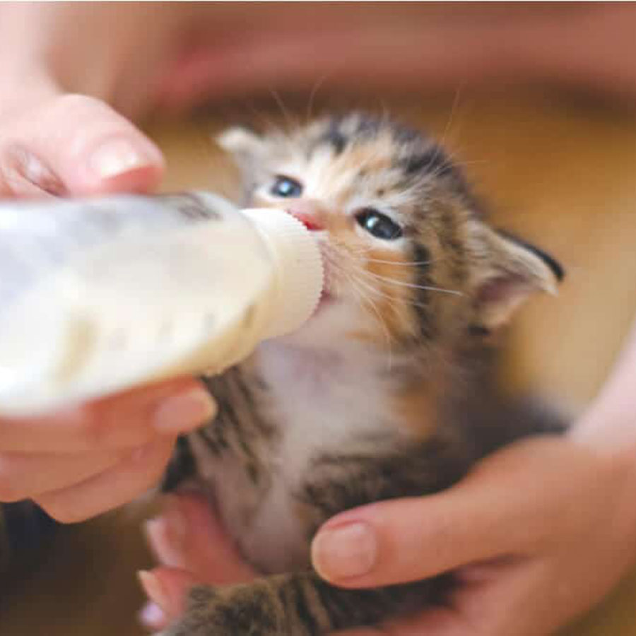 nên cho mèo con uống sữa gì