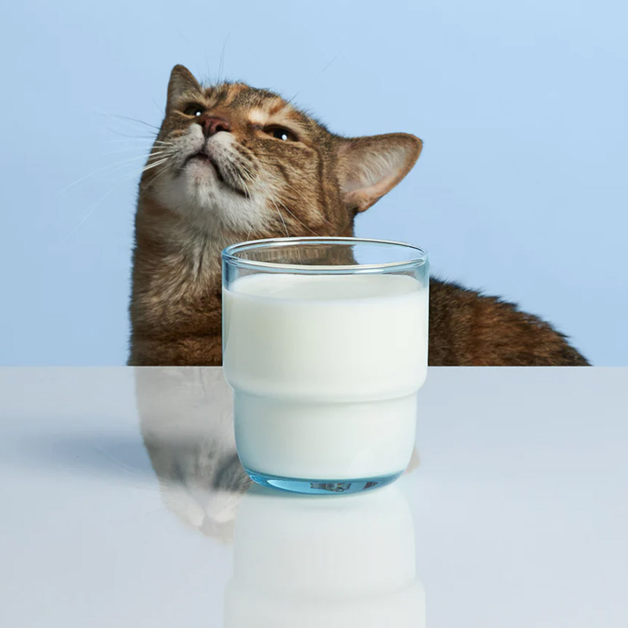 sữa Royal Canin cho mèo