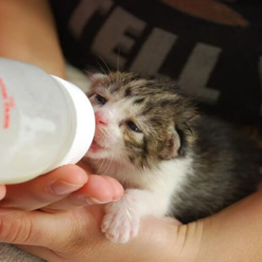 sữa cho mèo con mới đẻ